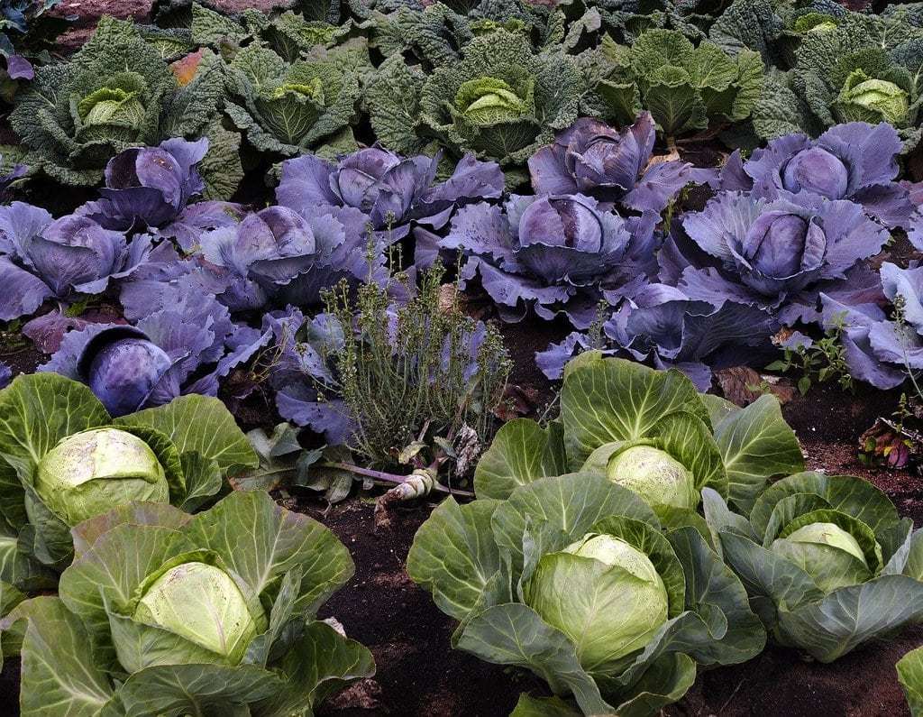 Cultiver un jardin durable : astuces et techniques